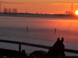 sonnenuntergang-zuchtstute