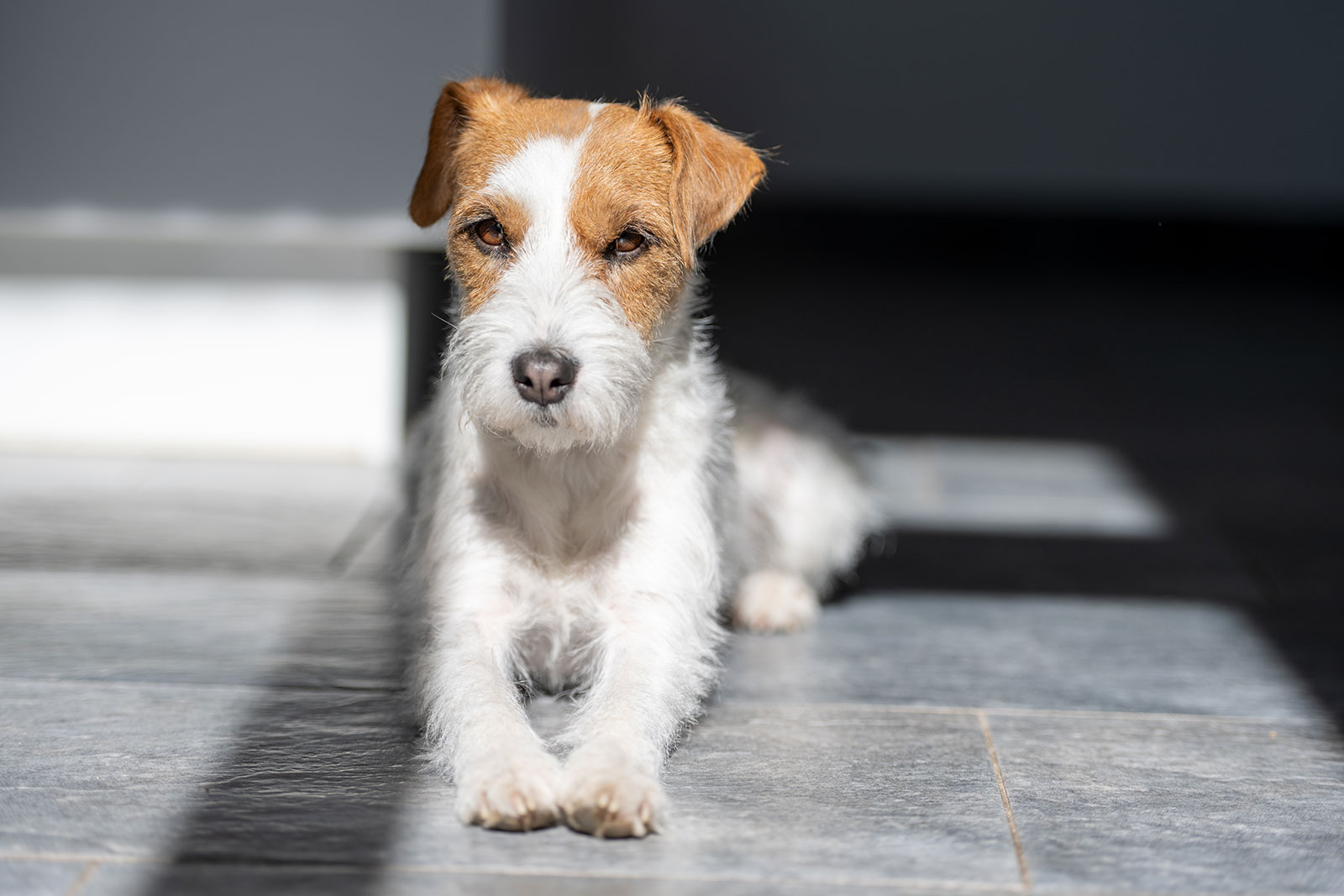 Parson Russell Terrier Hündin Käthe Parson Russell Terrier Hündin Käthe