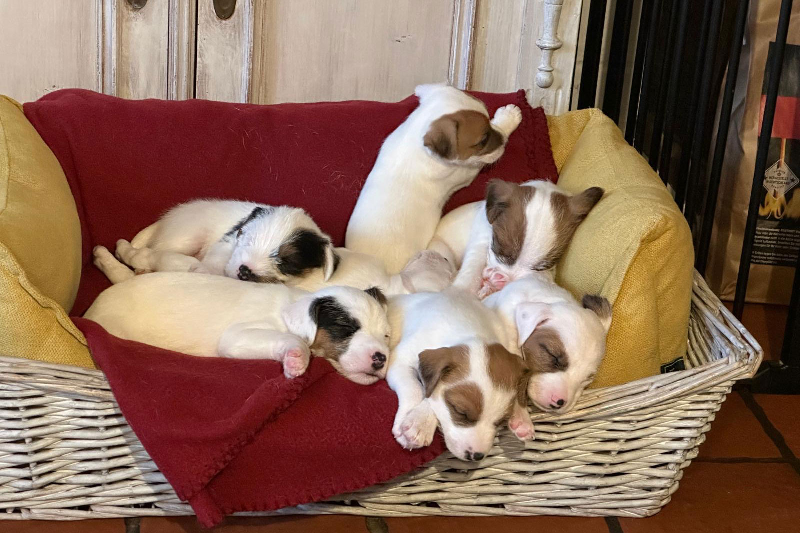 Parson Russell Terrier Hündin Käthes erster Wurf Parson Russell Terrier Hündin Käthes erster Wurf