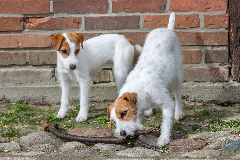 Lagershausen Jack Russell Terrier Lagershausen Jack Russell Terrier