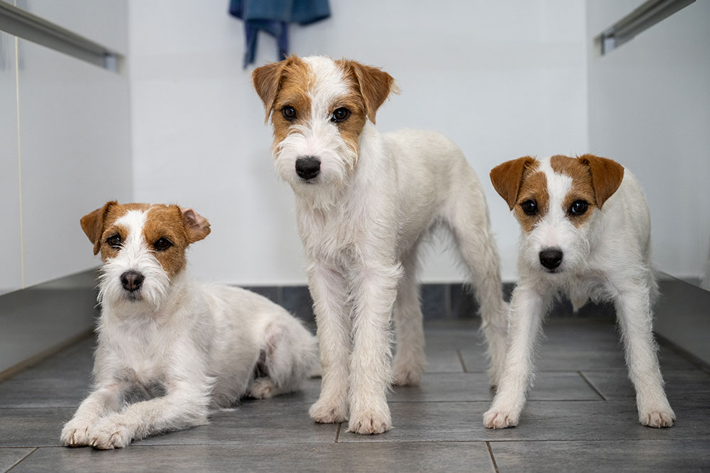 LagershausaLagershausen Jack Russell Terrieren-Jack-Russell-Terrier-2 Lagershausen Jack Russell Terrier