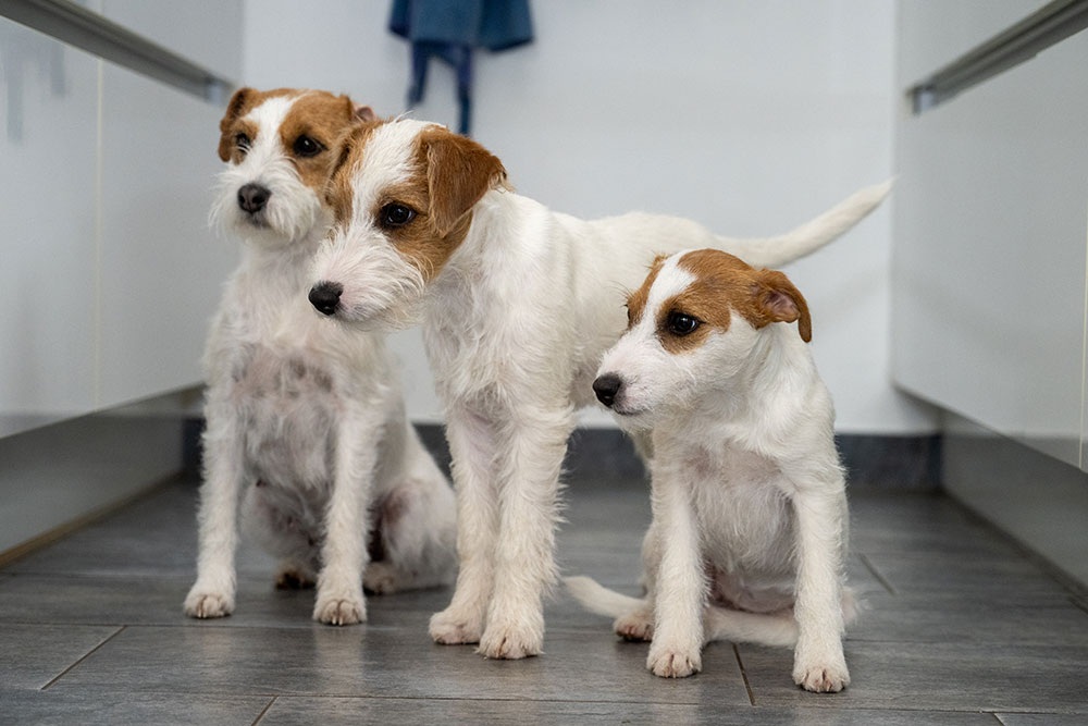 Lagershausen Jack Russell Terrier Lagershausen Jack Russell Terrier