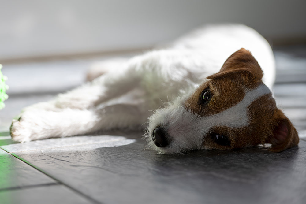 Lagershausen Jack Russell Terrier Lagershausen Jack Russell Terrier