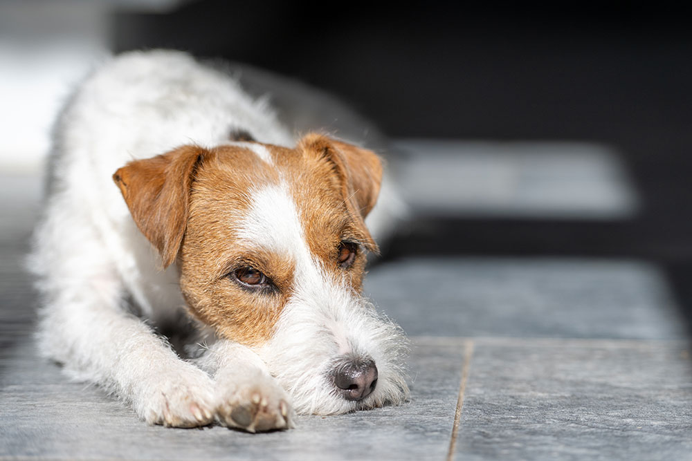 Lagershausen Jack Russell Terrier Lagershausen Jack Russell Terrier