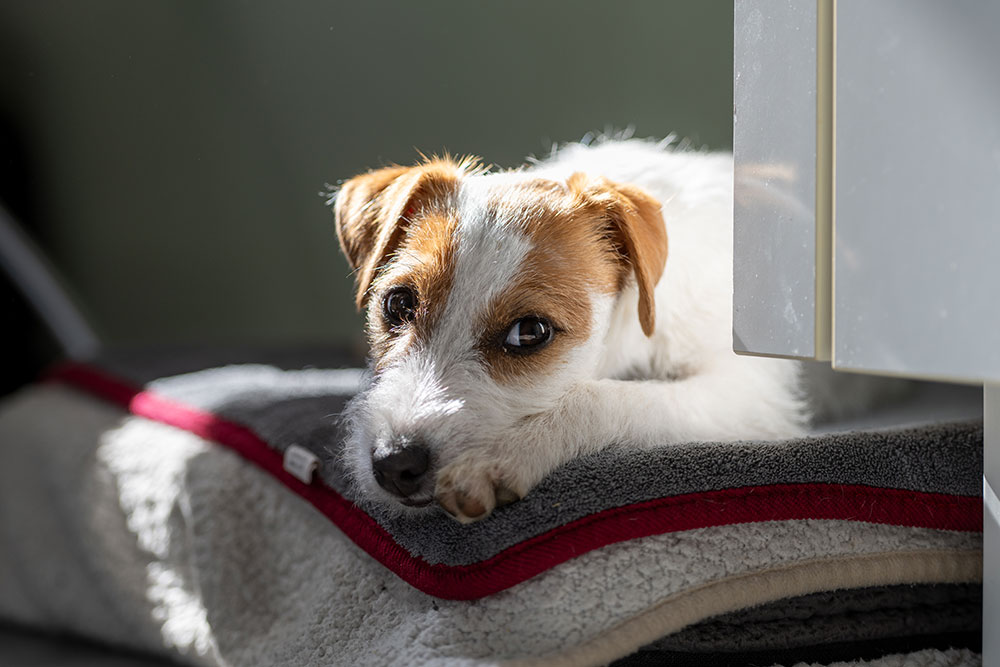 Lagershausen Jack Russell Terrier Lagershausen Jack Russell Terrier