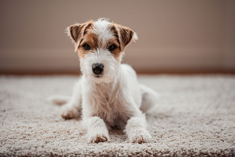 Lagershausen Jack Russell Terrier Lagershausen Jack Russell Terrier