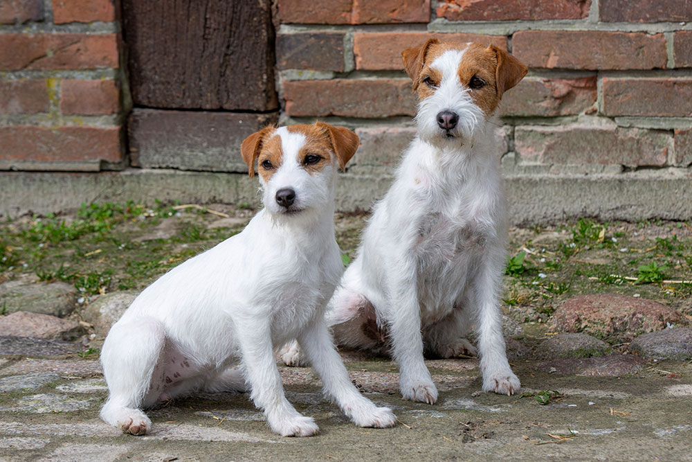 Lagershausen Jack Russell Terrier Lagershausen Jack Russell Terrier