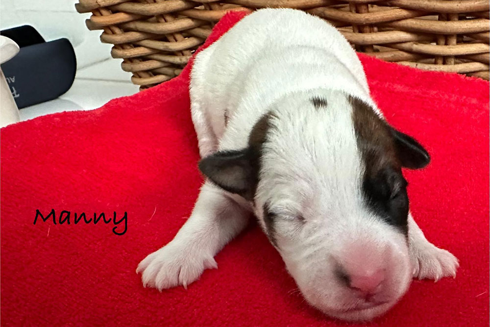 Manny Parson Russell Terrier Wurf 2025
