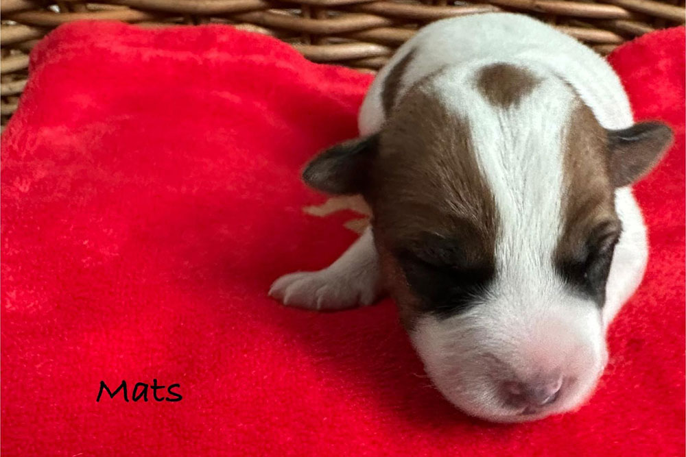 Mats Parson Russell Terrier Wurf 2025