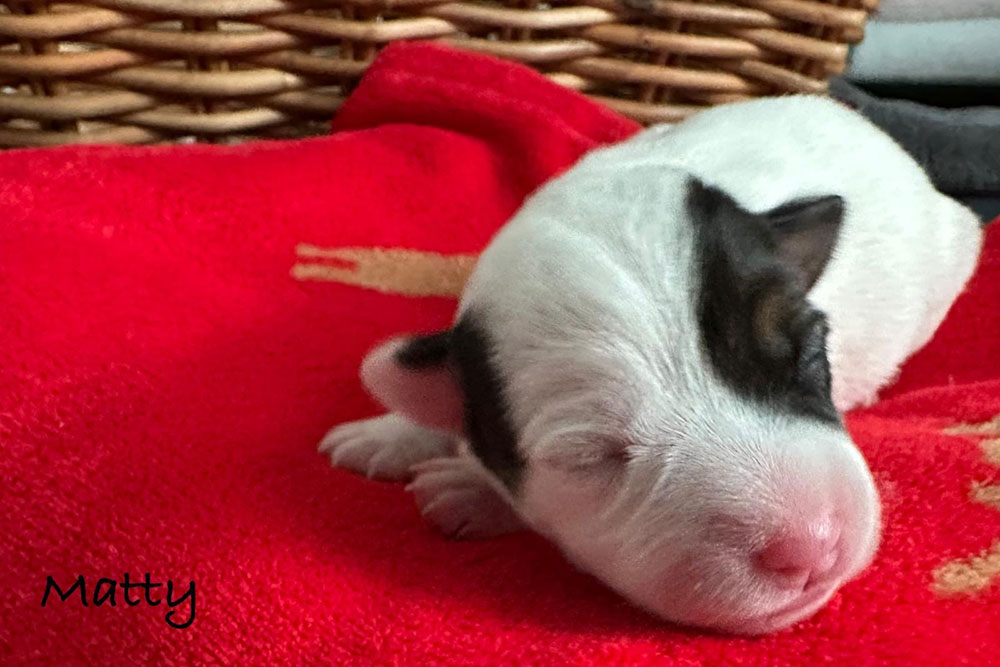 Matty Parson Russell Terrier Wurf 2025