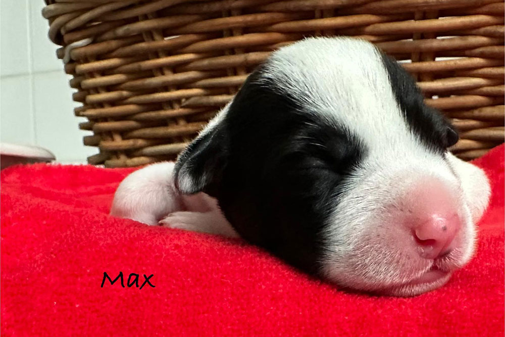 Max Parson Russell Terrier Wurf 2025