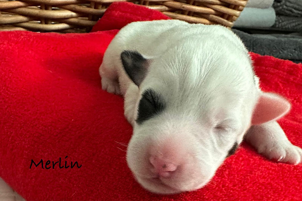 Merlin Parson Russell Terrier Wurf 2025