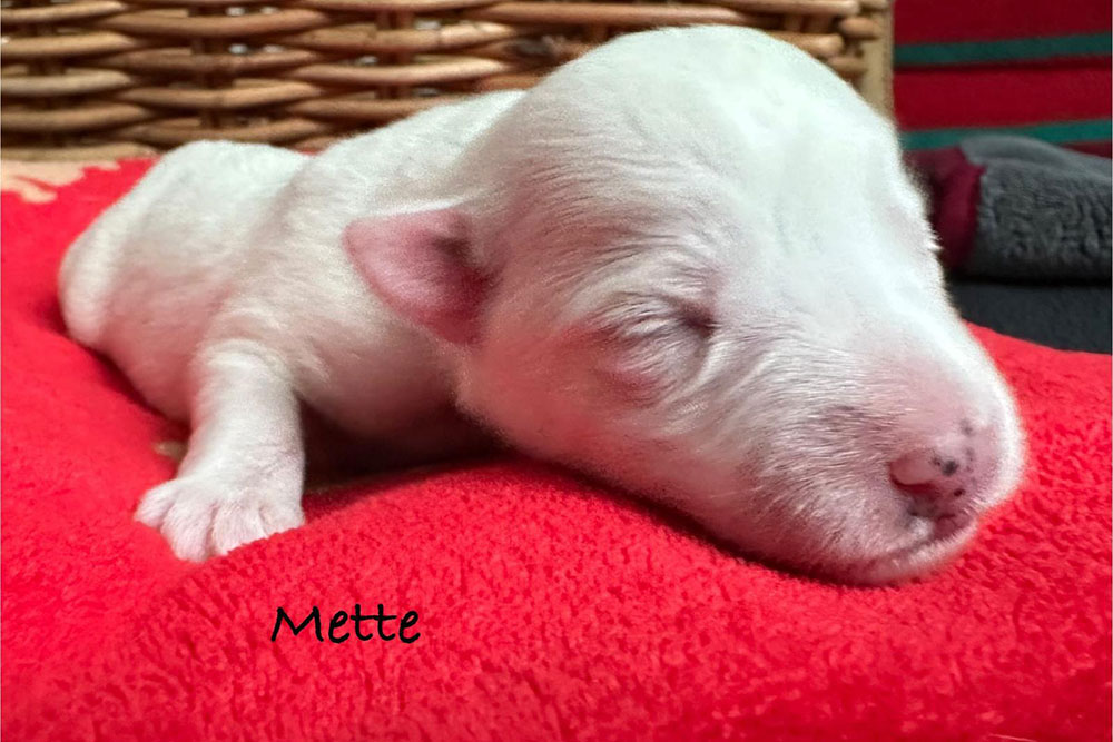 Mette Parson Russell Terrier Wurf 2025