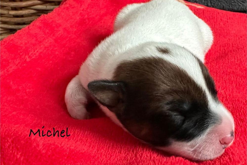 Michel Parson Russell Terrier Wurf 2025