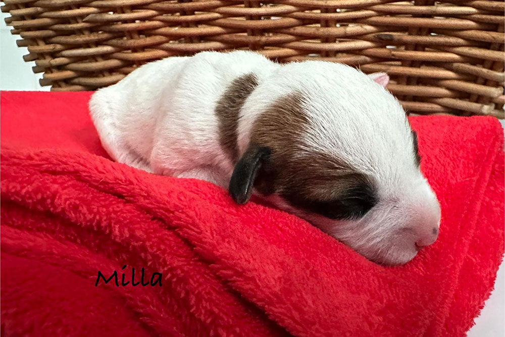 Milla Parson Russell Terrier Wurf 2025