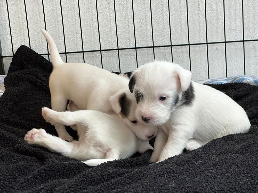 Lagershausen Parson Russell Terrier