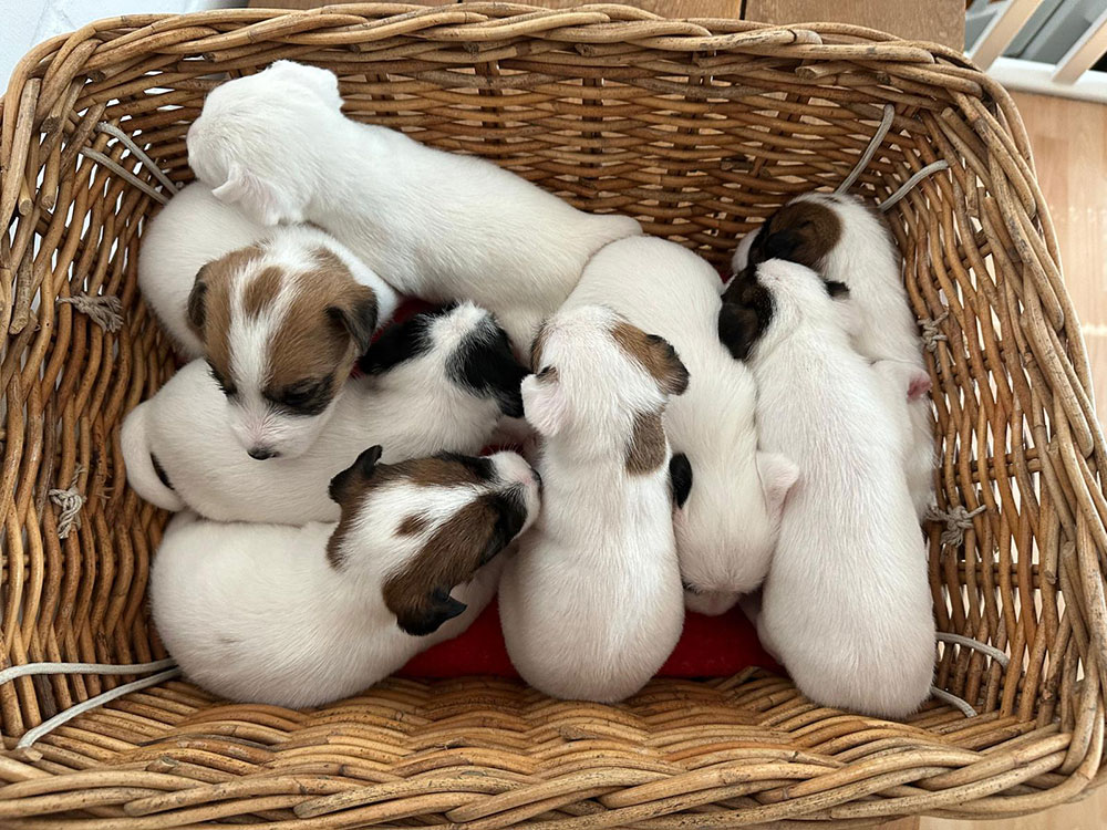 Lagershausen Parson Russell Terrier