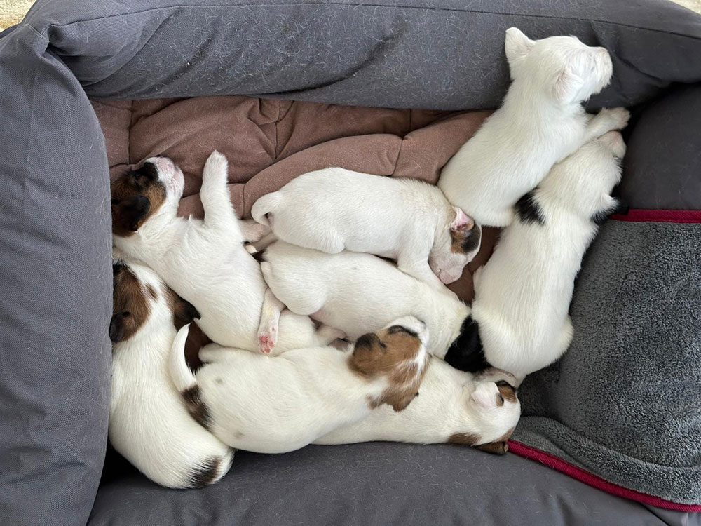 Lagershausen Parson Russell Terrier