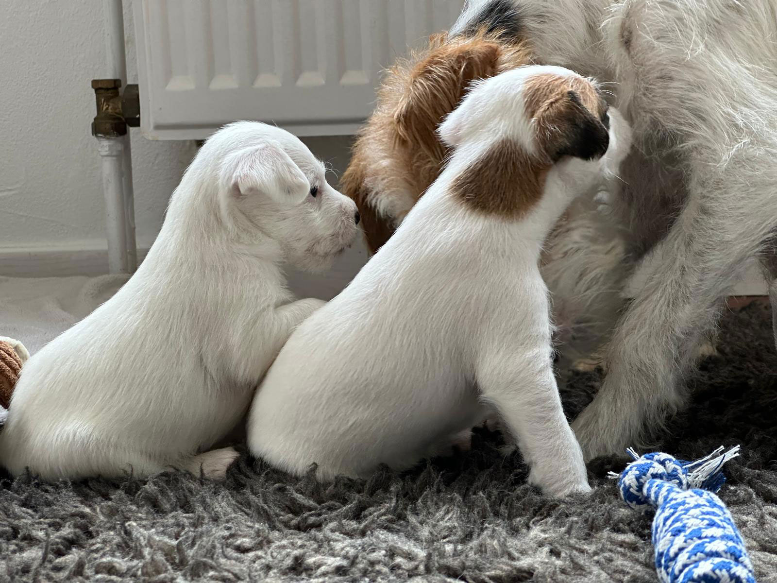 Lagershausen Parson Russell Terrier