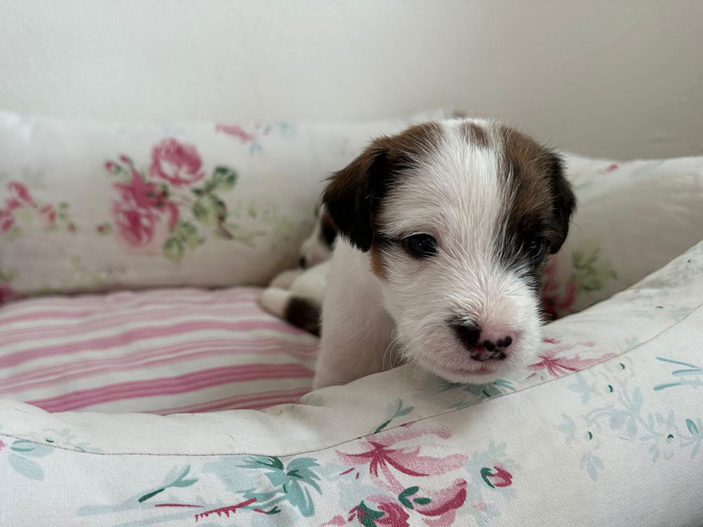 Lagershausen Parson Russell Terrier