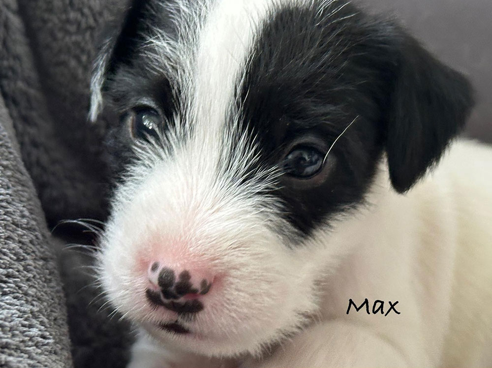 Parson Russel Max
